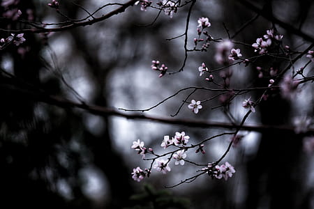 white flowers thumbnail
