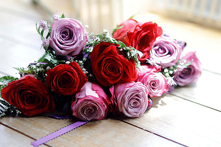 red and pink rose flowers close-up photography thumbnail