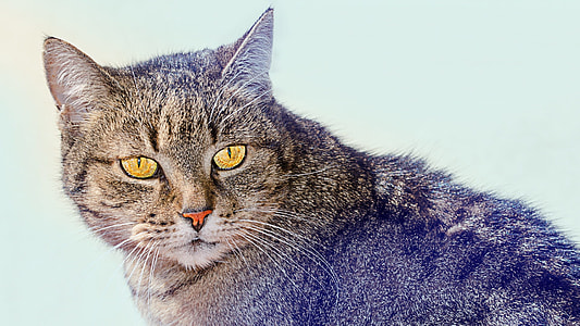 gray cat thumbnail