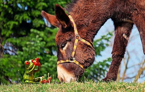 green frog sitting in front of brown donkey thumbnail