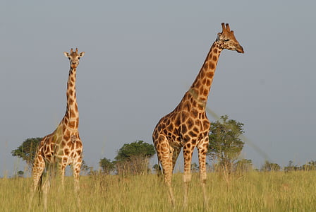 photo of two brown giraffes thumbnail
