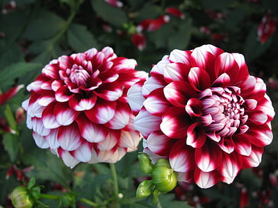 close up photography of red and white petaled flowers thumbnail