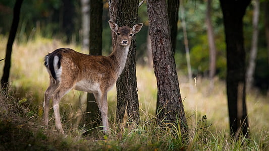 brown deer on forest thumbnail