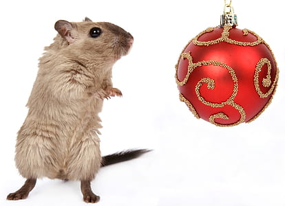 brown hamster beside red bauble thumbnail