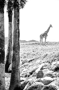 grayscale photography of giraffe thumbnail