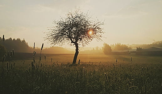 photo of tree surround by gray during daytime thumbnail