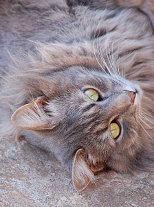 close-up photo of long-fur brown cat thumbnail
