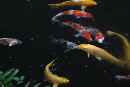 shoal of koi fish thumbnail