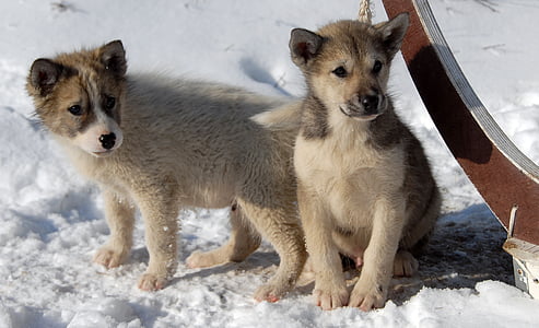 two short-coated white and brown puppies thumbnail