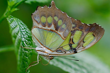 close-up photo of malachite butterfly on green leaf thumbnail