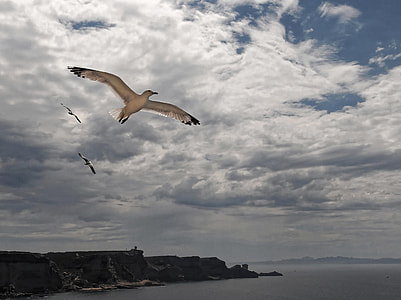 Flying Seagull, Mouth Of Bonifacio thumbnail