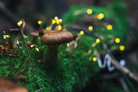 brown mushrooms thumbnail