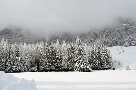snow-covered pin trees photography during daytime thumbnail