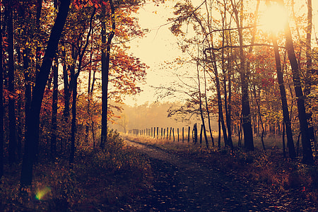 walk path beside trees thumbnail