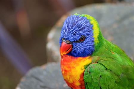 purple, green, and orange bird in tilt shift lens photography thumbnail