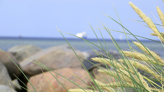 closeup selective focus photo of green grass near grey rocks on beach thumbnail