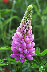 selective focus photo of pink foxtail lily flower thumbnail