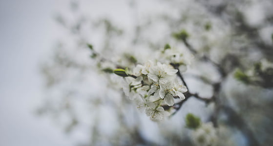 selective focus photo of white cherry blossoms thumbnail