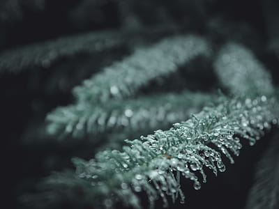 Selective Focus Photography Of Green Pine Tree Leaf thumbnail