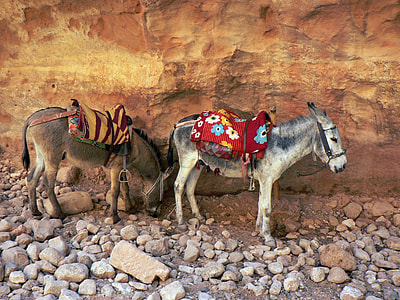 two white donkey thumbnail