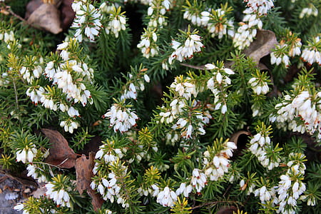 white flowers thumbnail