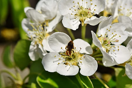 macro photography of honey bee on flower thumbnail