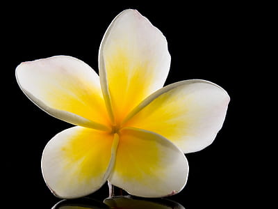 white and yellow 5-petaled flower in close-up photography thumbnail