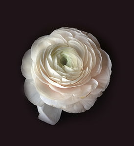 white ranunculus flower in closeup photo thumbnail