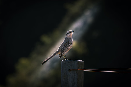 gray bird thumbnail