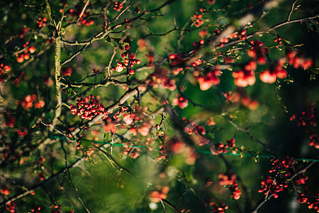 Red rowan on branches thumbnail