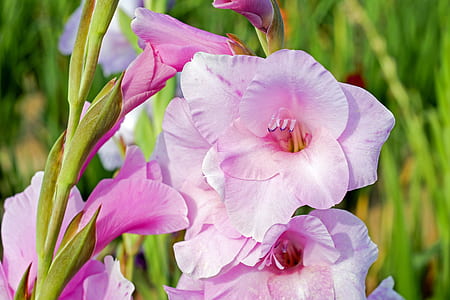 pink orchid flower thumbnail