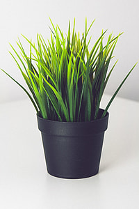 green grass on black pot thumbnail