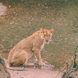brown lioness sitting near body of water thumbnail