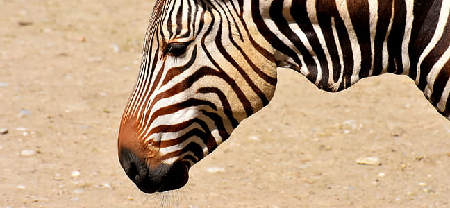 photo of zebra standing on ground thumbnail