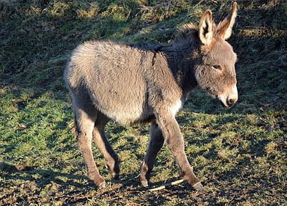 baby donkey thumbnail
