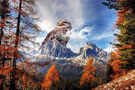brown own on mountain thumbnail