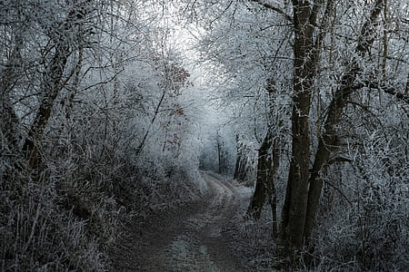 snow coated woods during daytime thumbnail
