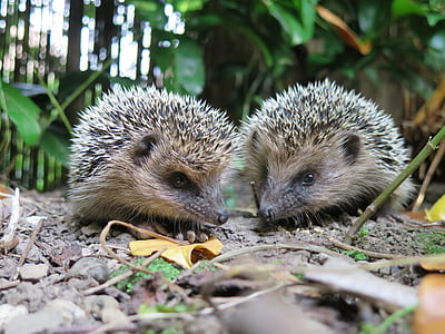 two brown hedgehogs thumbnail