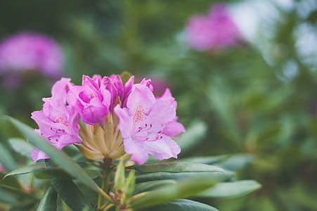 Shallow Focus Photography of Pink Petaled Flowers thumbnail