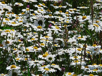 Meadows Margerite, Leucanthemum Vulgare thumbnail