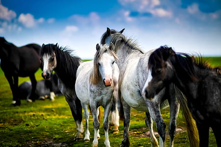 horses, horse, herd, farm, ranch, rural thumbnail