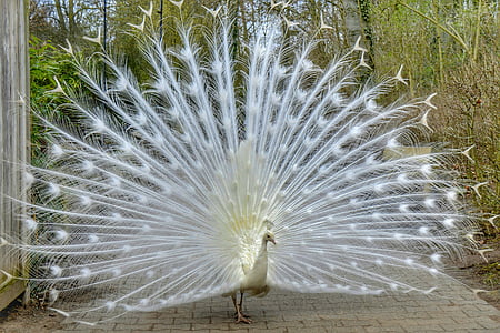 white Indian peafowl near green leaf plants thumbnail