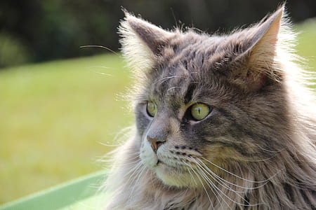 close-up photo of grey Persian cat thumbnail