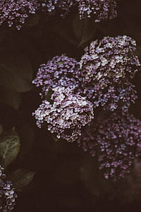 photo of purple lilac flowers thumbnail