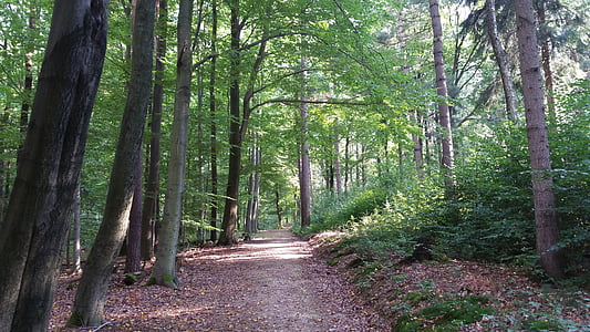 brown pathway surrounded by trees thumbnail