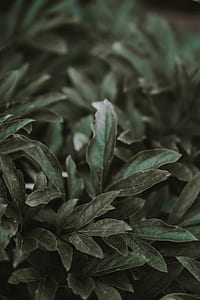 close-up photo of green leaf plant thumbnail