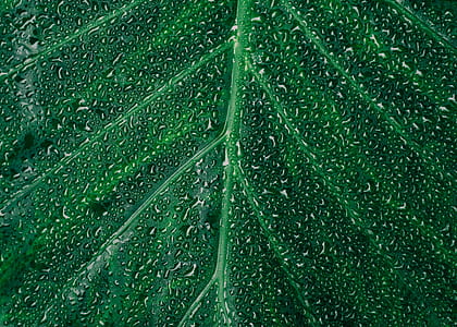 wet green leaf in micro lens photography thumbnail