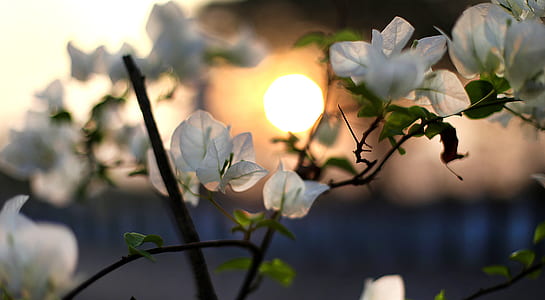 white Bougainvillea flowers thumbnail
