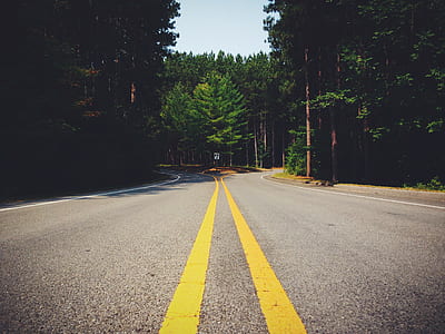 road, curve, forest, lines thumbnail