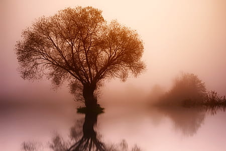 Silhouette Photo Of Tree thumbnail